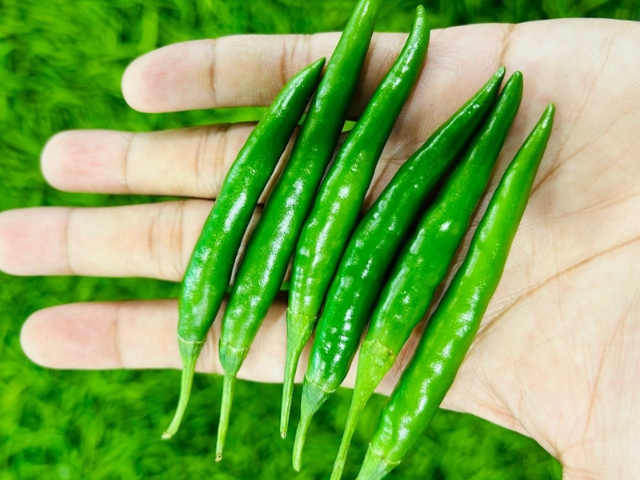 Export Fresh Green Chilli