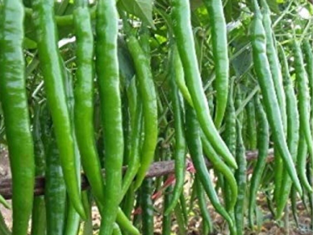 Export Fresh Green Chilli