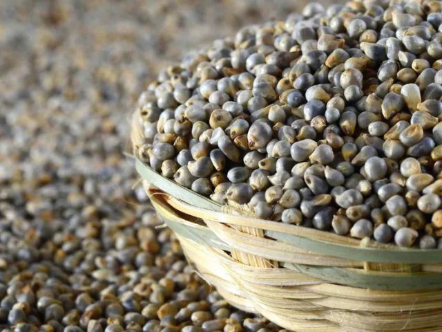 Bajra Millet